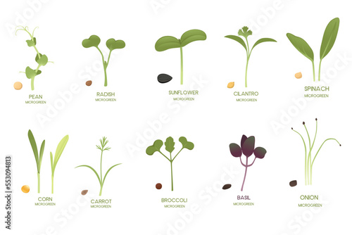 Set of fresh microgreen superfood sprouts healthy nutrition vector illustration isolated on white background