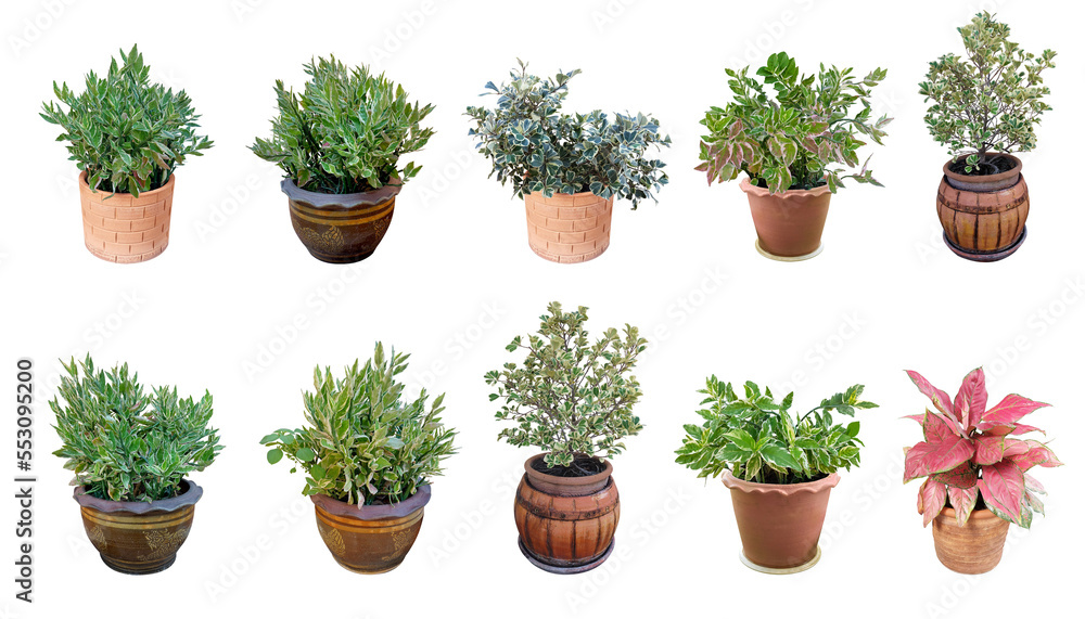 Collection ornamental trees and shrubs (ficus, fig) with colorful foliage. in clay pots for home and garden decoration.
Total of 10 trees. (png)
Isolated on white background.
collage with herbs.
Collection ornamental trees and shrubs (ficus, fig) with colorful foliage. in clay pots for home and garden decoration.
Total of 10 trees. (png)
Isolated on white background.
collage with herbs.