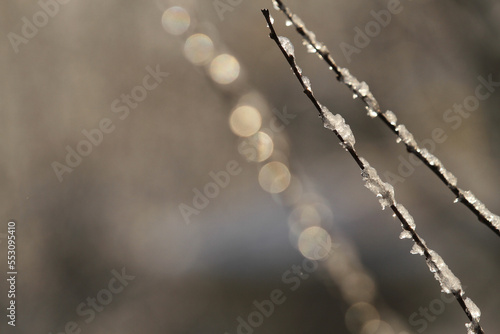 ice on the branches