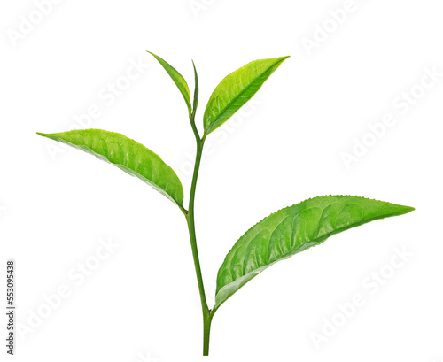 green tea leaf isolated on transparent png