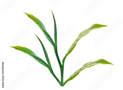 green tea leaf isolated on transparent png © yingthun