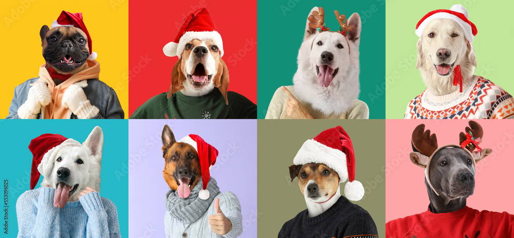 Many people with heads of dogs wearing Christmas sweaters and Santa hats on colorful background