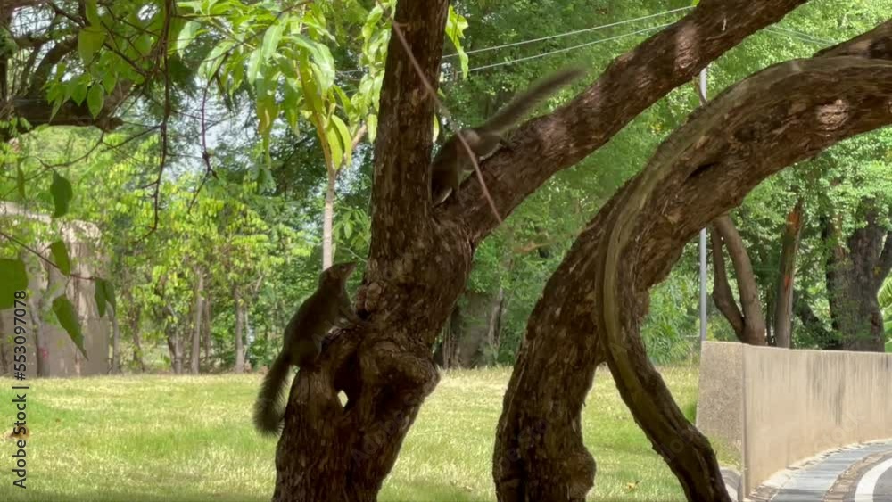 Two brown squirrel are enjoying and walking along the branch of tree in the park. Urban wildlife. Two brown squirrel are enjoying and walking along the branch of tree in the park. Urban wildlife.