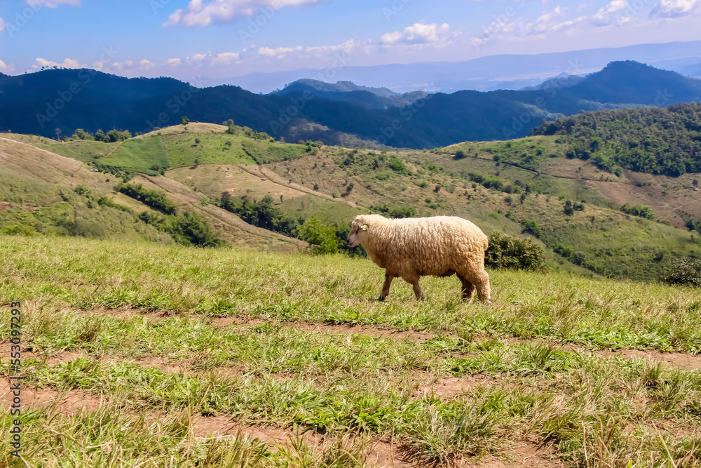 Fototapeta premium Sheep walking on a hill natural outdoor Thailand farm background
