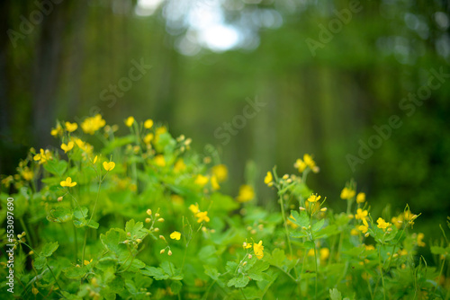 Fototapeta Naklejka Na Ścianę i Meble -  yellow celandine flowers  in forest, blurred background. Medicinal plants and herbs in natural nature. Eco-style background
