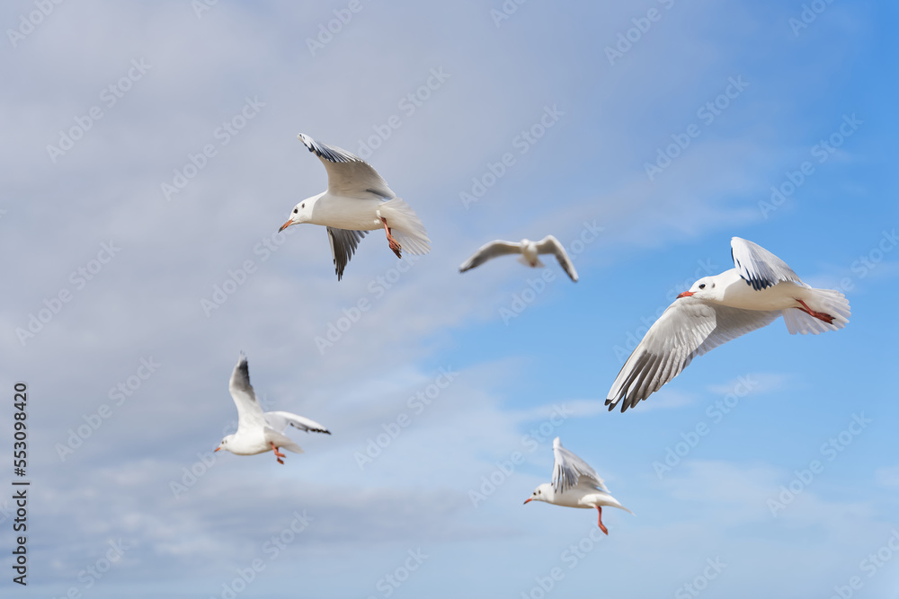 Black-headed Gulls, Chroicocephalus ridibundus in the sky over the Polish Baltic Sea coast near Swinoujscie
