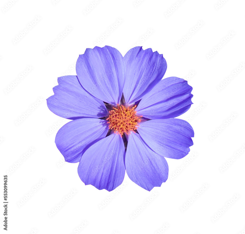 Mexican Diasy or Cosmos flower. Close up small blue flower isolated on white background. 
