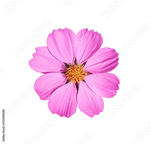 Fototapeta Naklejka Na Ścianę i Meble -  Mexican Diasy or Cosmos flower. Close up small pink flower isolated on white background. 