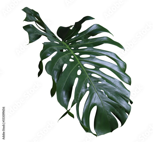 Monstera or Swiss Cheese Plant leaf. Close up beautiful green leaf of monsterra tree isolated on white background. photo