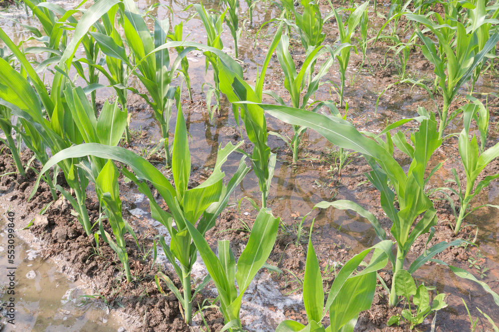 Fototapeta premium maize farm on field for harvest