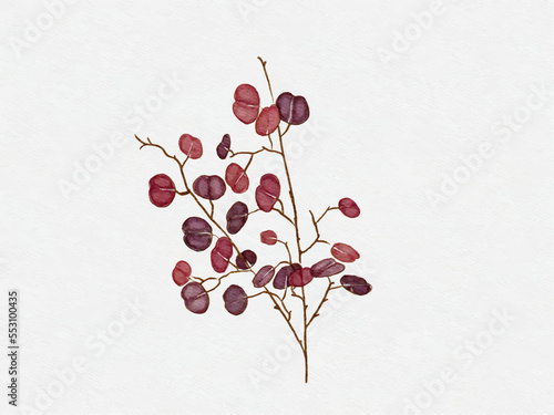 red eucalyptus watercolor vector style