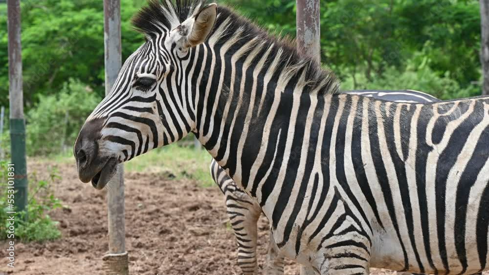 Zebra living in the wildlife conservation area. Zebra is species of ...