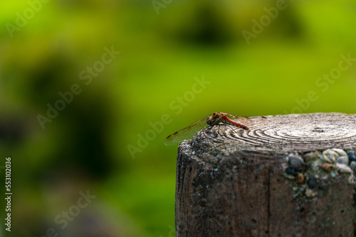 	公園の切り株に止まるとんぼ