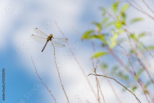 穂先に止まるトンボ