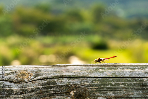 木に止まるトンボ