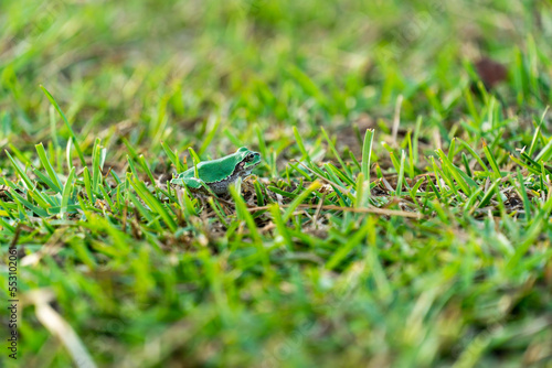 緑の芝生の中の緑の蛙