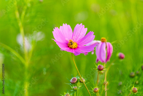 	コスモスとミツバチ