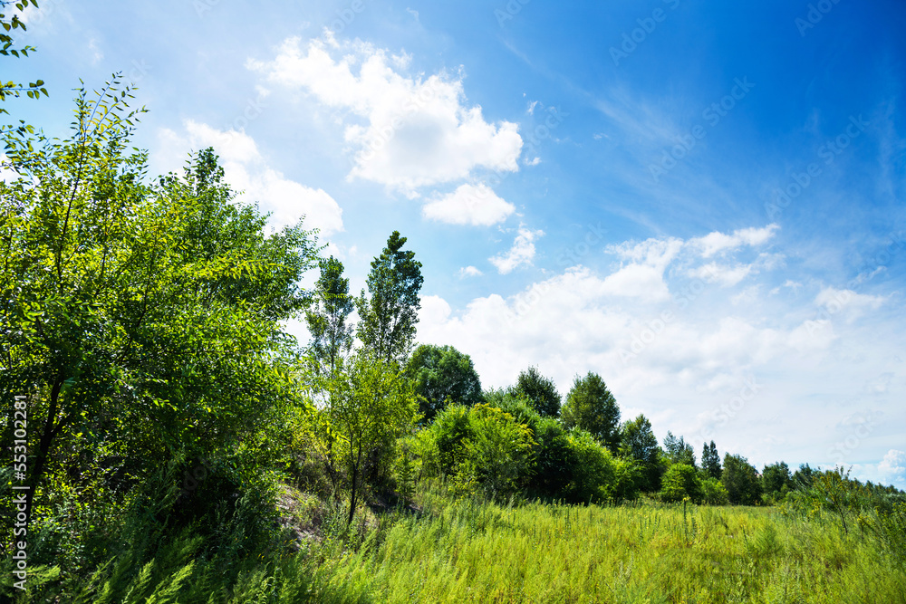 Field of green grass and trees in summer day