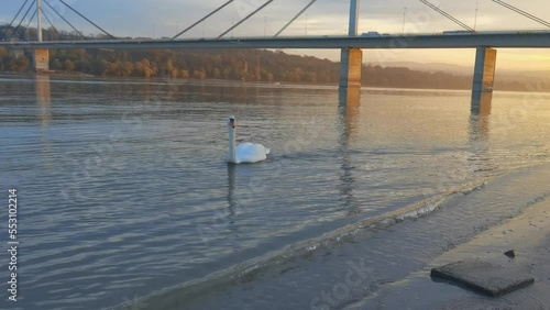 A brave swan sailing on the Danube photo