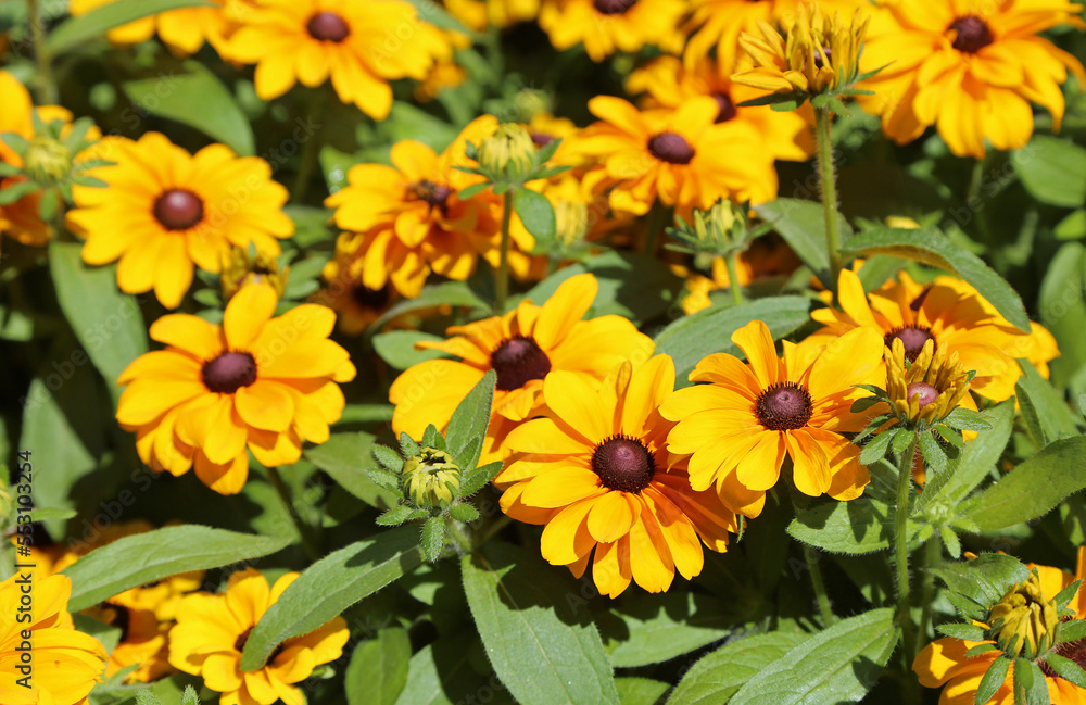 Black-eyed Susan flowers Black-eyed Susan flowers