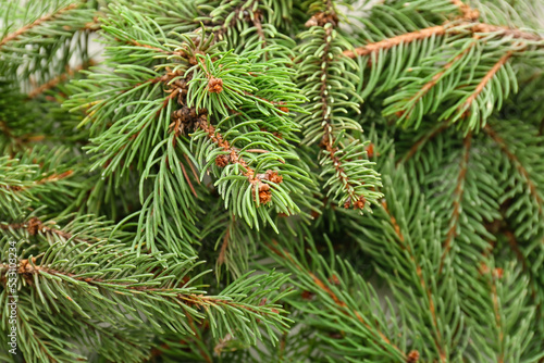 Green fir branches as background, closeup