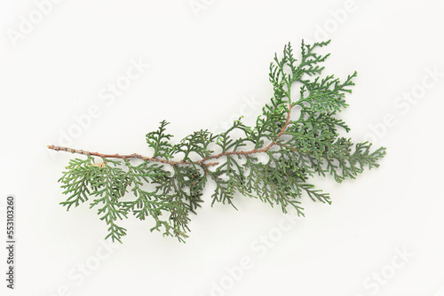 Thuja branches on white background