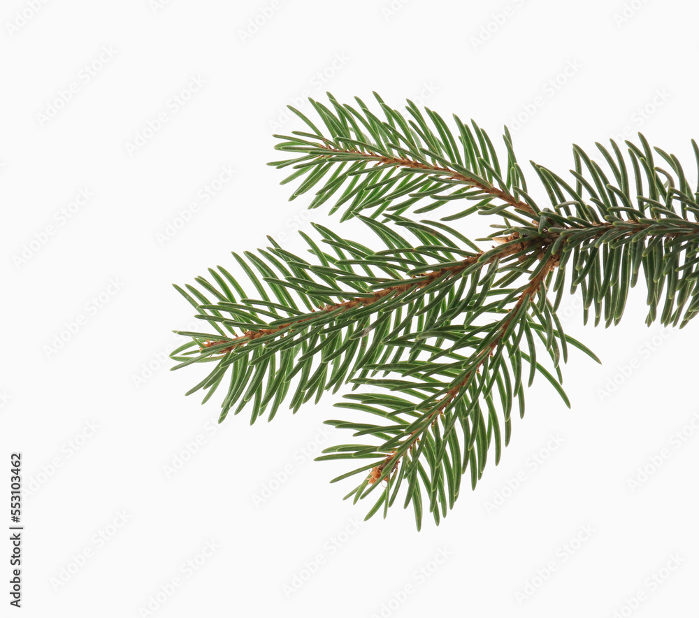 Green fir branches on white background Green fir branches on white background