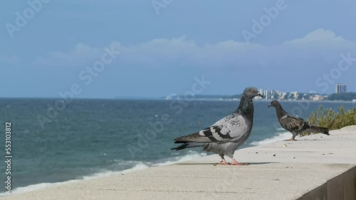 pigeons on the seafront photo