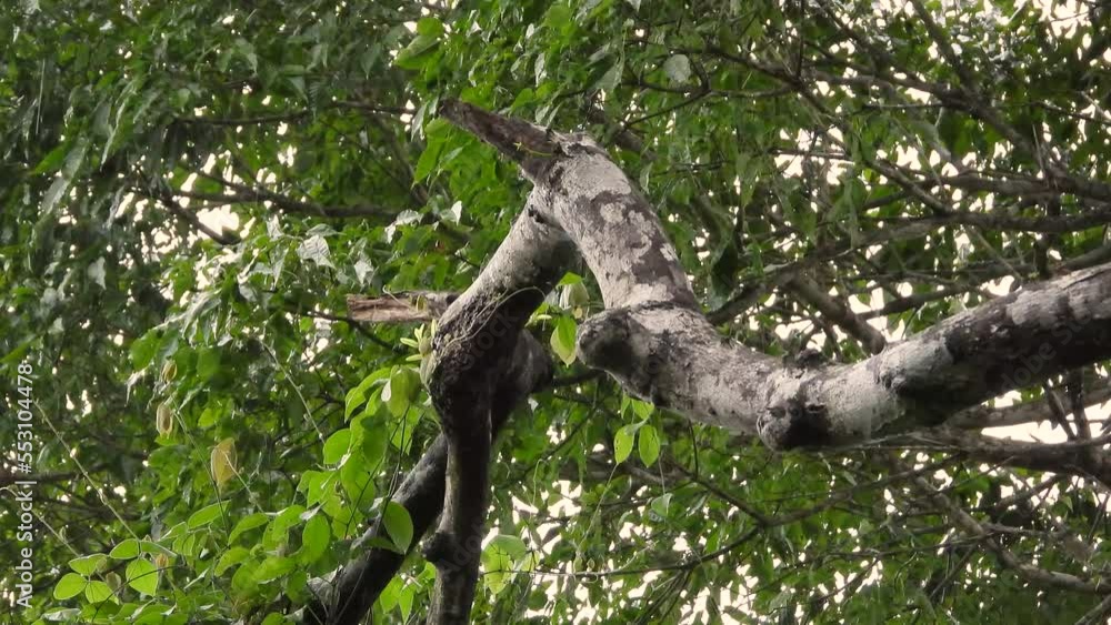 Panamanian White Faced Capuchin monkey running and jumping in green and lush tree in the rain Panamanian White Faced Capuchin monkey running and jumping in green and lush tree in the rain