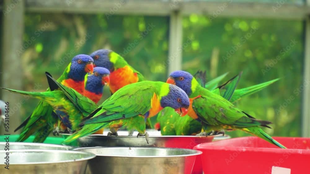 Parrots Win funny parrots mix of colours size face expressions exotic unusual ...