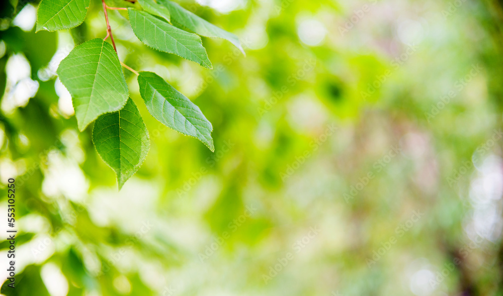 Green leaves with copy space for background Green leaves with copy space for background