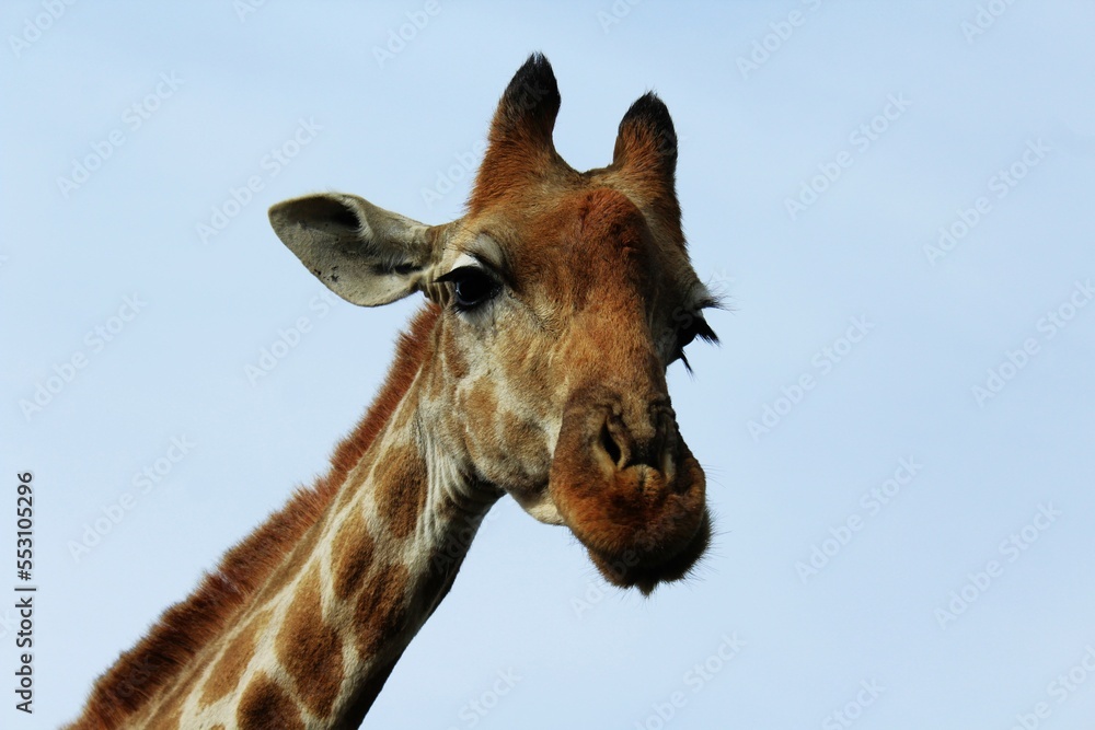 Fototapeta premium giraffe