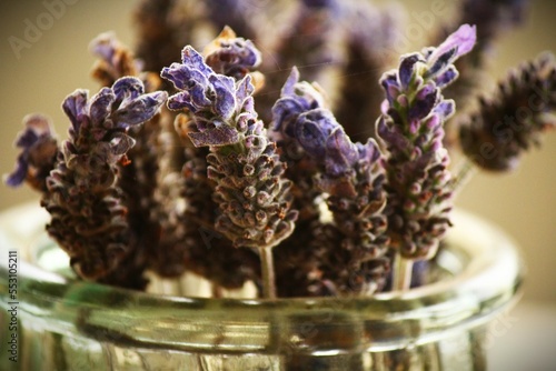 lavender