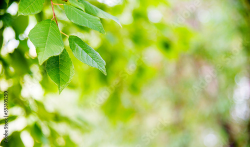 Green leaves with copy space for background