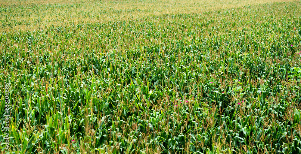 High angle view of corn field