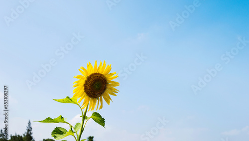 Single sunflower on sky background