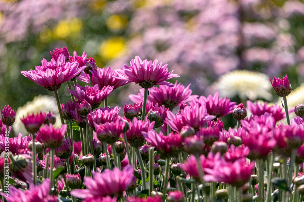 Obraz premium Pink flowers of garden cultivated chrysanthemums close-up. Selective focus.