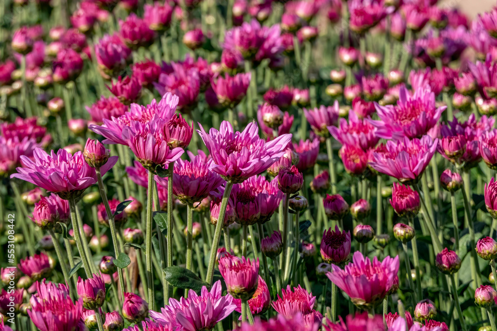 Pink flowers of garden cultivated chrysanthemums close-up. Selective focus. Pink flowers of garden cultivated chrysanthemums close-up. Selective focus.