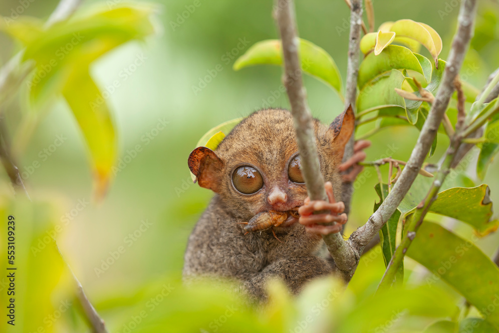 Tarsier aka Tarsius, Smaller Apes in The World Tarsier aka Tarsius, Smaller Apes in The World