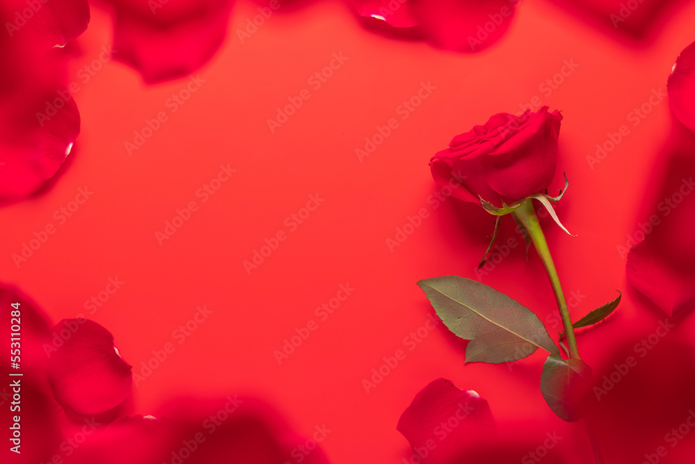 Valentines day greeting card with rose flowers Valentines day greeting card with rose flowers