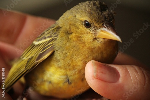 bird