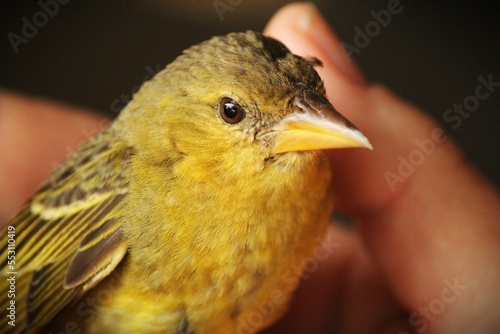 bird