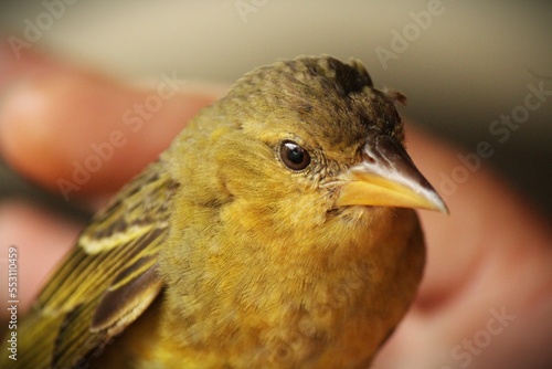 bird