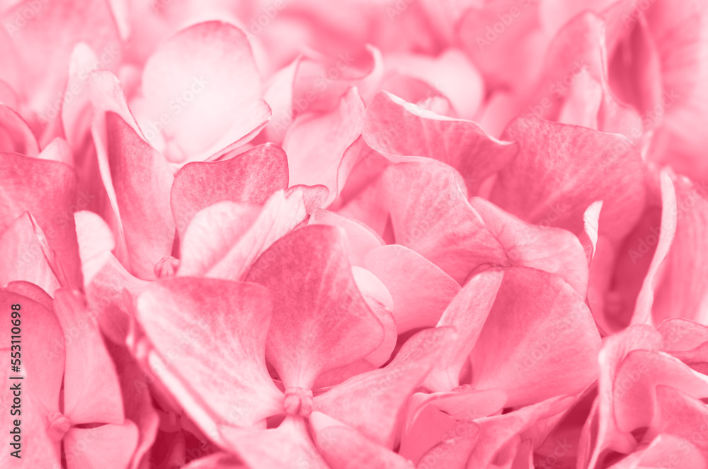 Obraz premium Magenta hydrangea flowers for background. Color of the year.