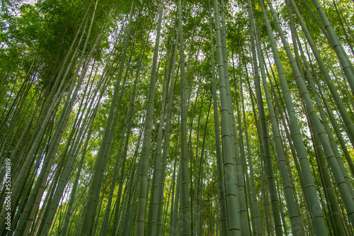 The Bamboo Forest  or Arashiyama Bamboo Grove or Sagano Bamboo Forest  is a natural forest of bamboo in Arashiyama  Kyoto  Japan. 