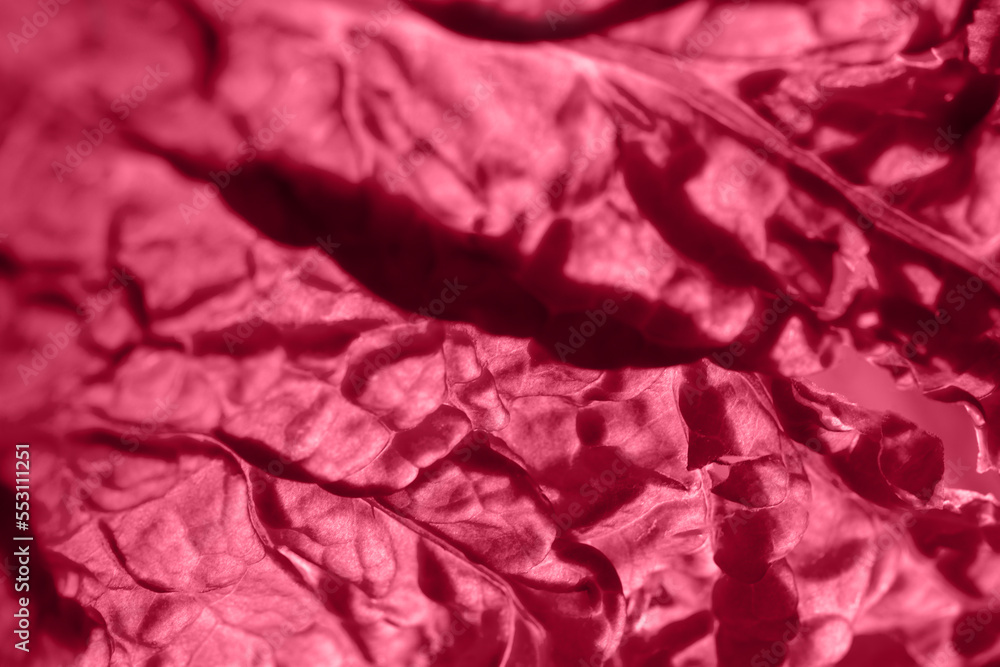 Abstract natural background Viva magenta. The concept is a presentation of the trending color of 2023. Festive sensual burgundy-pink shade. Texture of cauliflower leaves. Macro photography of food Abstract natural background Viva magenta. The concept is a presentation of the trending color of 2023. Festive sensual burgundy-pink shade. Texture of cauliflower leaves. Macro photography of food