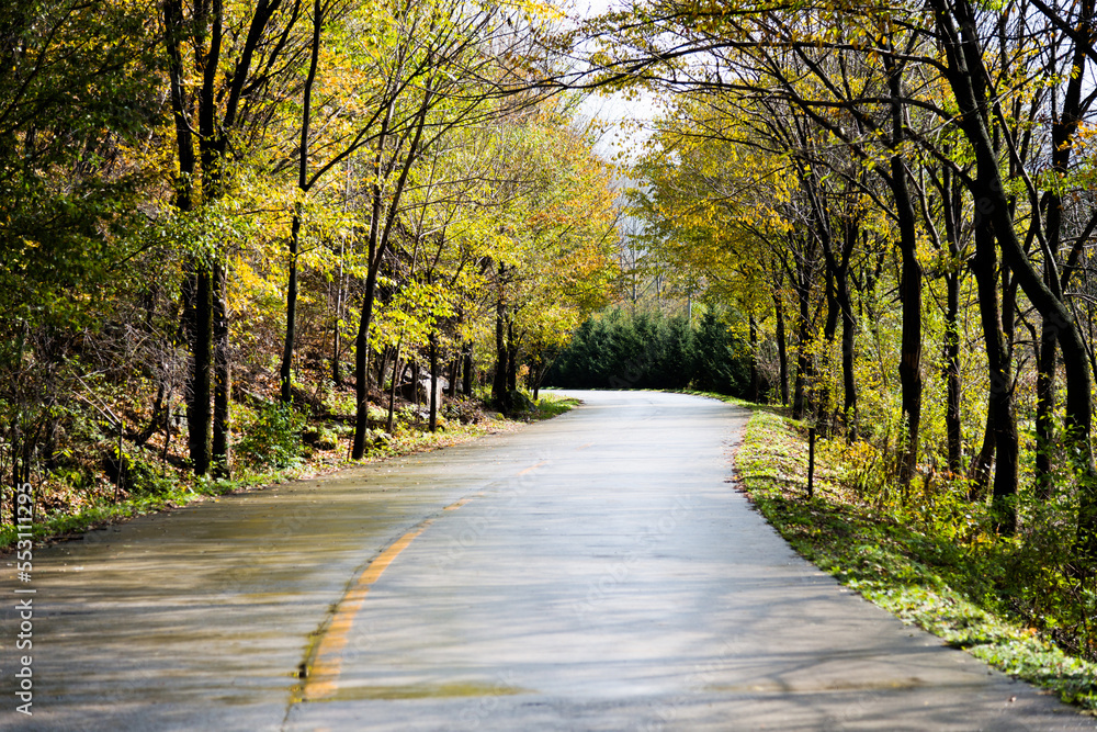 Wet road after the rain with trees Wet road after the rain with trees