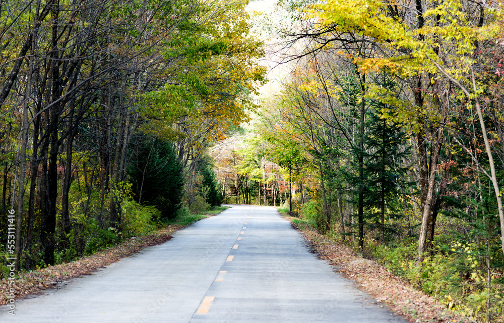 Obraz premium Straight road through the deep forest