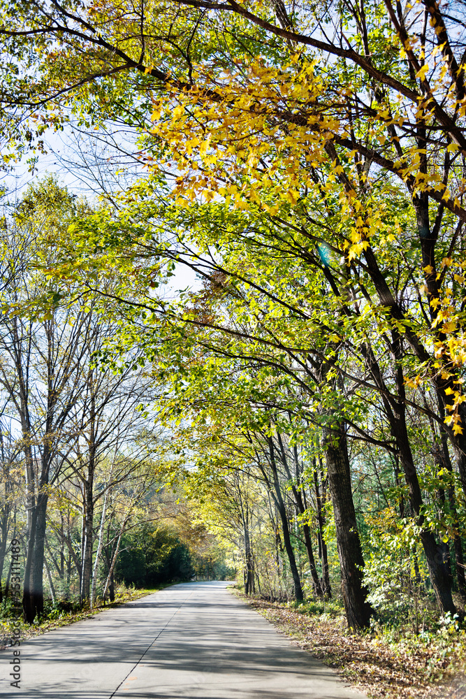 Naklejka premium Straight road through the deep forest