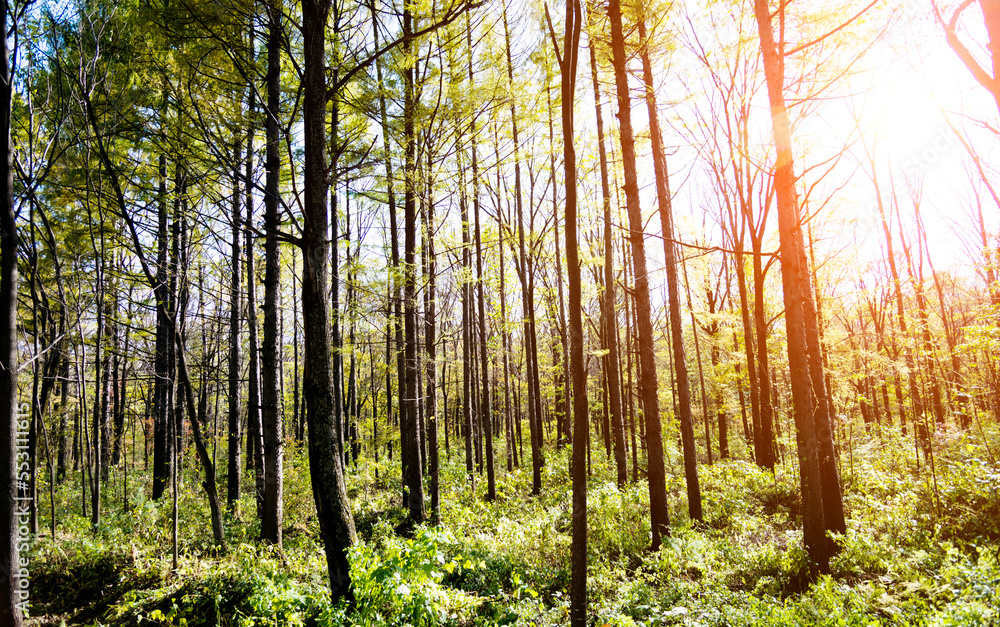 Obraz premium Nature landscape with colorful trees in early autumn